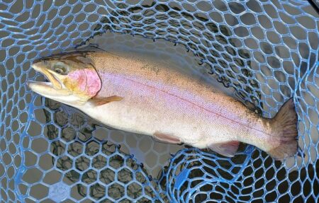 シビアなアタリを掛ける ～岡崎トラウトポンド～